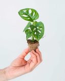 Babyplant