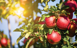 Apple Orchard Close Up